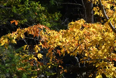 DSC_6465 (Large).JPG